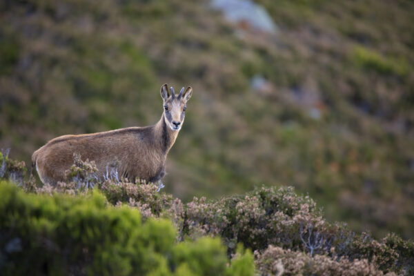 closeup-shot-of-chamois-in-summer-mountains