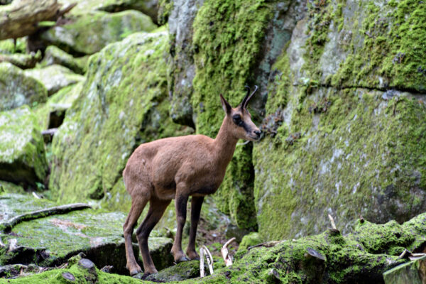 pyrenean-mountain-goat-sculpture-in-benasque (1)