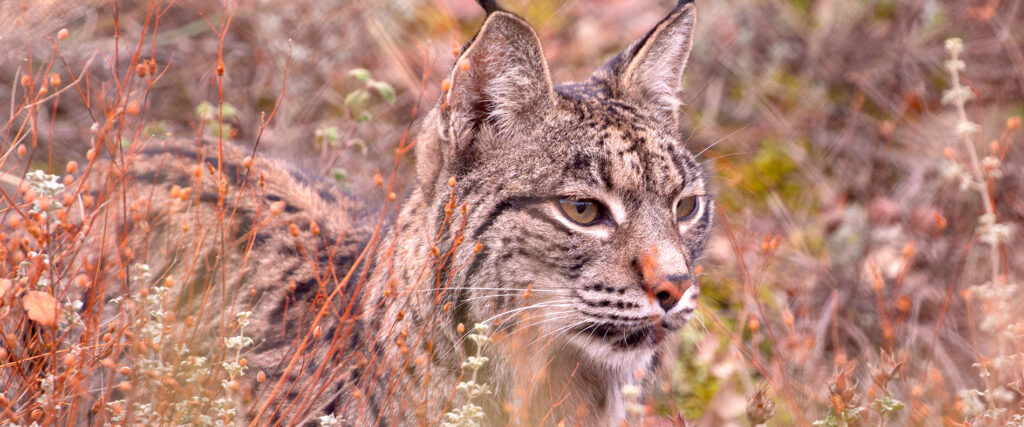 oferta profesional naturaleza
