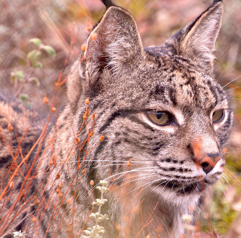 oferta profesional naturaleza