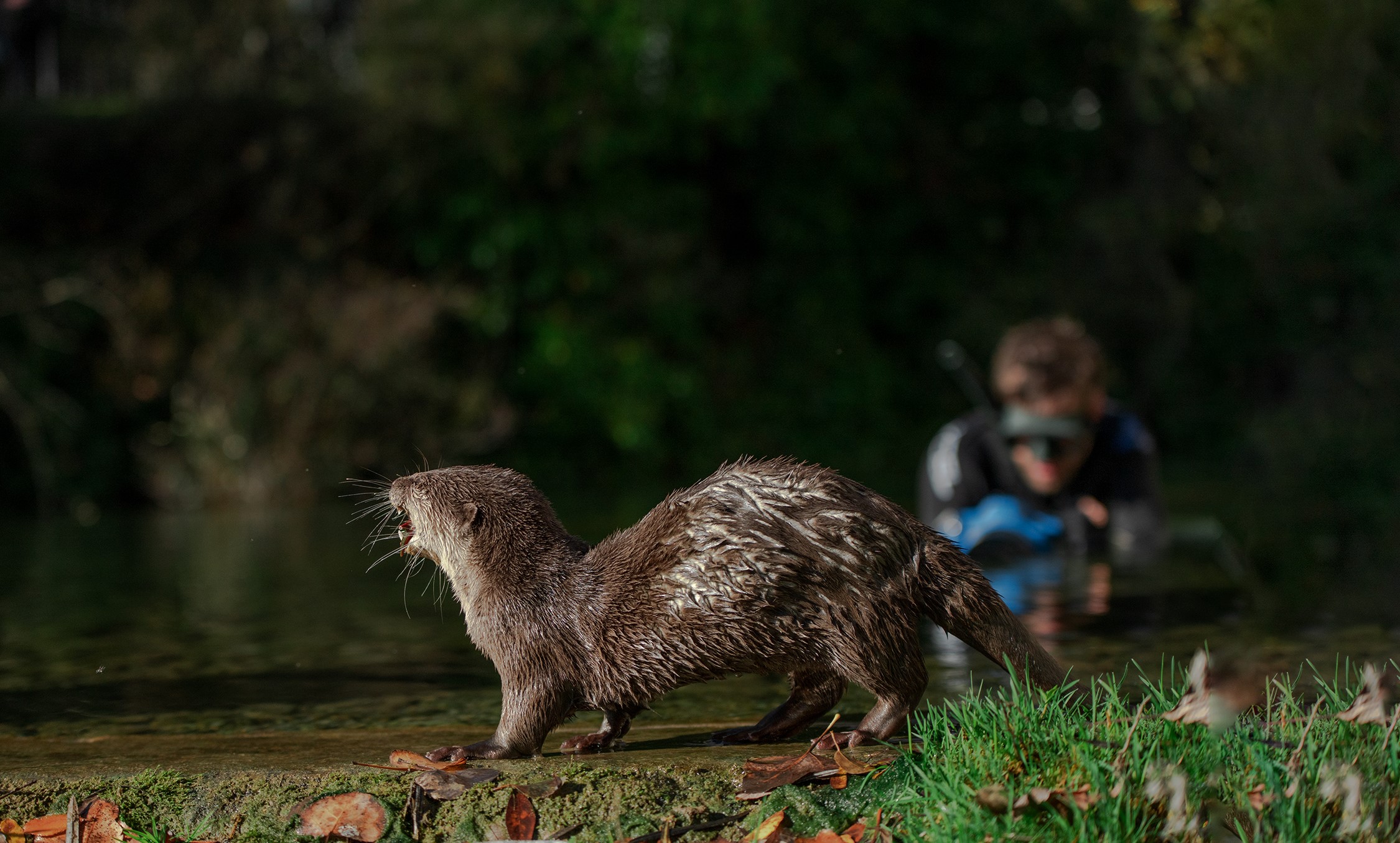 CURSO PROFESIONAL DE DOCUMENTALES DE NATURALEZA