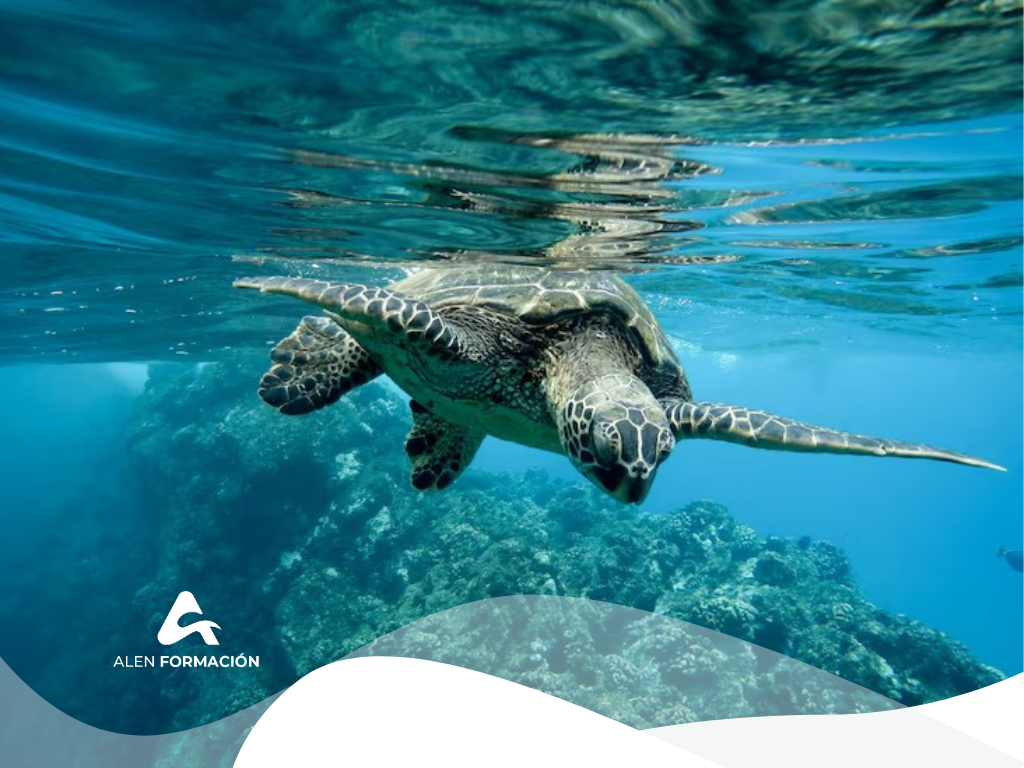 Especialista en fauna marina: una formación con futuro en investigación, conservación y gestión del medio marino